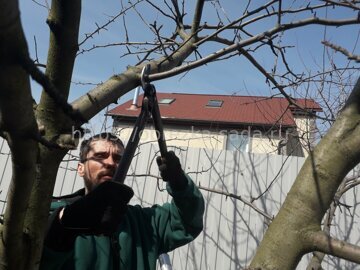 Схемы обрезки плодовых деревьев весной в Подмосковье