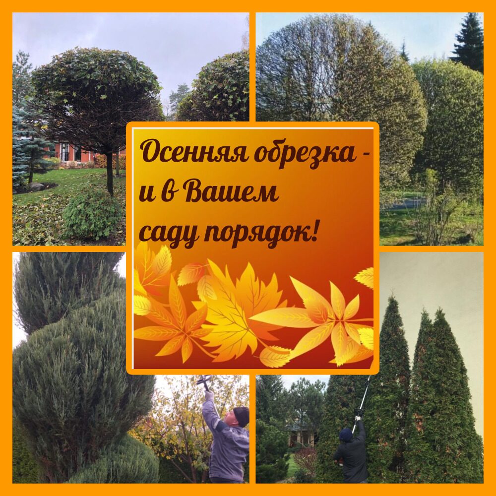 Стрижка деревьев осенью