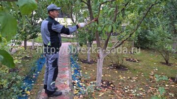 Уход за фруктовым садом осенью