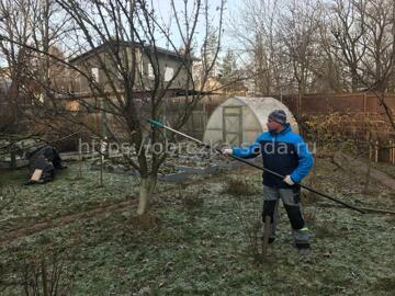Подрезка старых яблонь в саду осенью