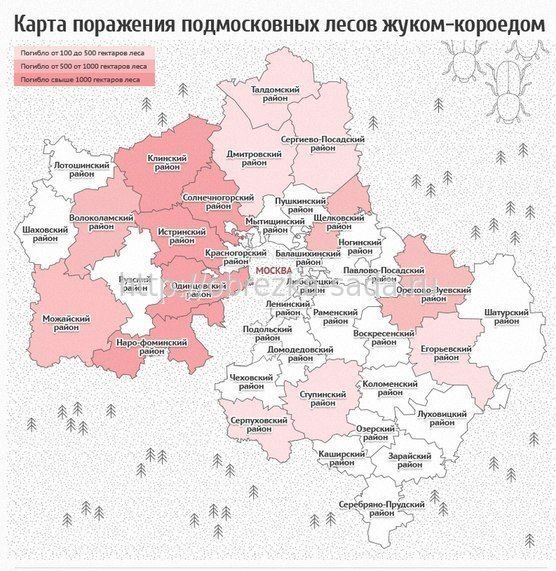 Карта поражения подмосковных лесов жуком-короедом