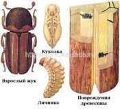 жук короед хвойных деревьев