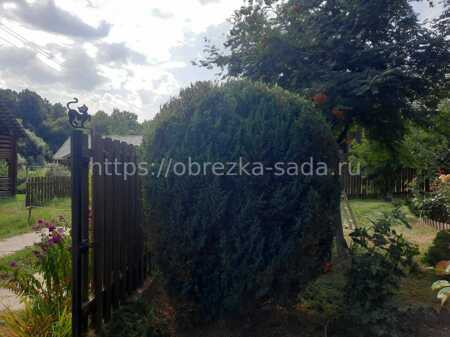 Услуги профессиональной стрижки можжевельника