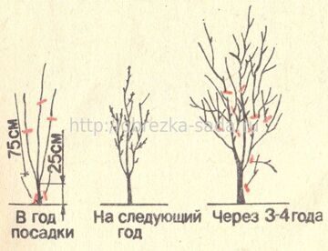 слива обрезка